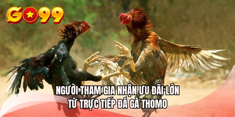 Người tham gia nhận ưu đãi lớn từ trực tiếp đá gà Thomo